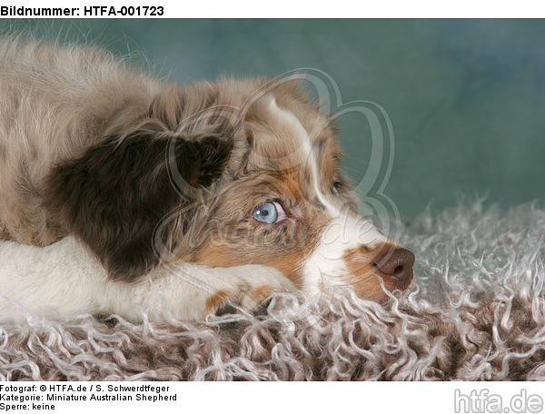 Miniature Australian Shepherd Welpe / miniature australian shepherd puppy / HTFA-001723