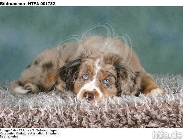 Miniature Australian Shepherd Welpe / miniature australian shepherd puppy / HTFA-001732