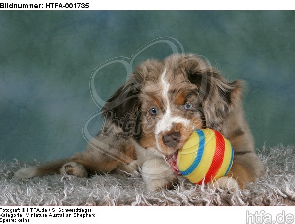 Miniature Australian Shepherd Welpe / miniature australian shepherd puppy / HTFA-001735