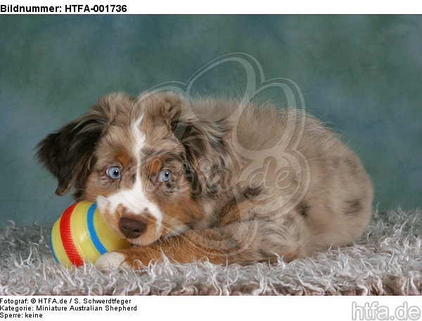 Miniature Australian Shepherd Welpe / miniature australian shepherd puppy / HTFA-001736