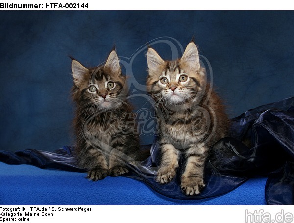 Maine Coon Kätzchen / Maine Coon Kitten / HTFA-002144