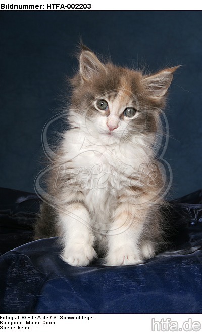 Maine Coon Kätzchen / maine coon kitten / HTFA-002203