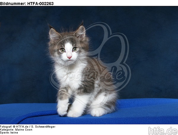 Maine Coon Kätzchen / maine coon kitten / HTFA-002263