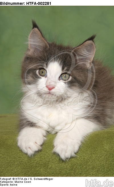 Maine Coon Kätzchen / maine coon kitten / HTFA-002281