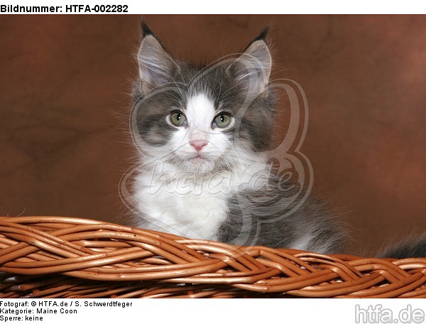 Maine Coon Kätzchen / maine coon kitten / HTFA-002282