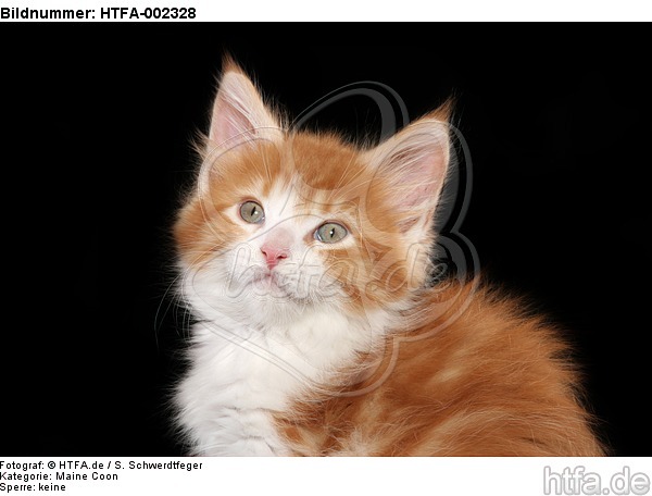 Maine Coon Kätzchen / maine coon kitten / HTFA-002328