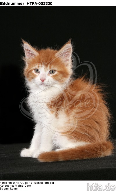 Maine Coon Kätzchen / maine coon kitten / HTFA-002330