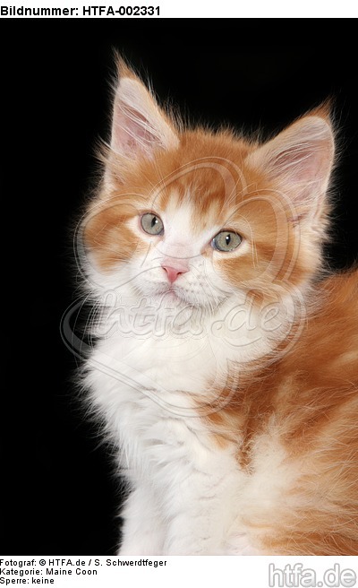 Maine Coon Kätzchen / maine coon kitten / HTFA-002331