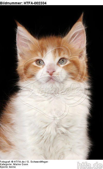 Maine Coon Kätzchen / maine coon kitten / HTFA-002334