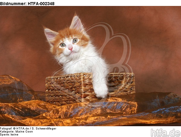 Maine Coon Kätzchen / maine coon kitten / HTFA-002348