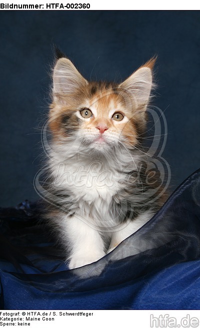 Maine Coon Kätzchen / maine coon kitten / HTFA-002360