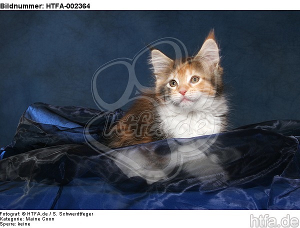 Maine Coon Kätzchen / maine coon kitten / HTFA-002364