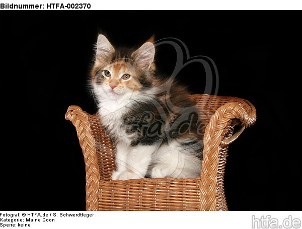 Maine Coon Kätzchen / maine coon kitten / HTFA-002370