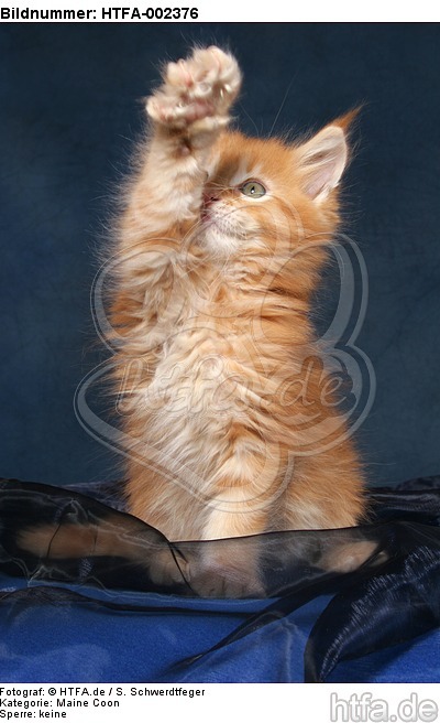 Maine Coon Kätzchen / maine coon kitten / HTFA-002376