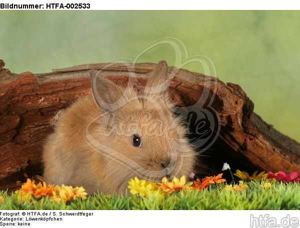 Löwenköpfchen / lion-headed bunny / HTFA-002533