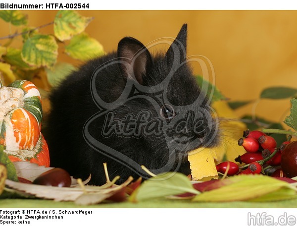 Zwergkaninchen / dwarf rabbit / HTFA-002544