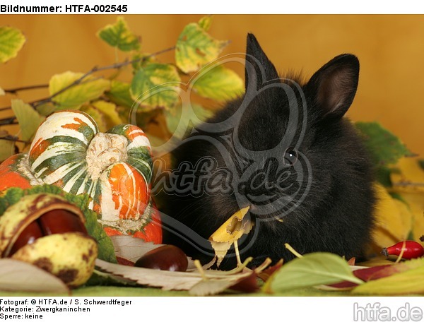 Zwergkaninchen / dwarf rabbit / HTFA-002545