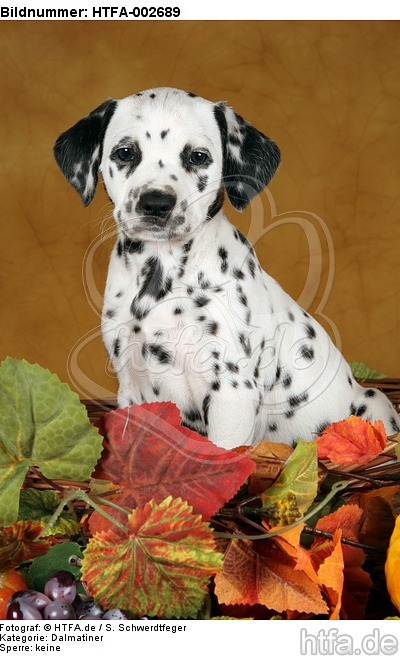 Dalmatiner Welpe / dalmatian puppy / HTFA-002689