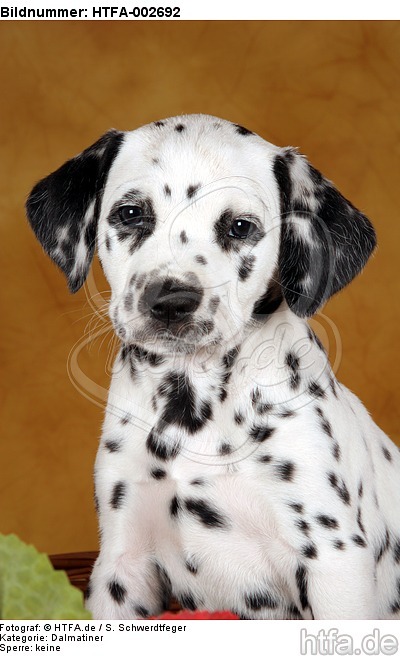 Dalmatiner Welpe / dalmatian puppy / HTFA-002692