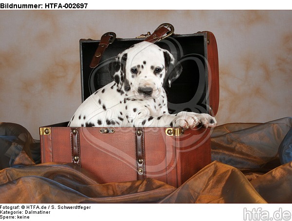 Dalmatiner Welpe / dalmatian puppy / HTFA-002697