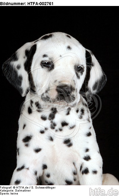 Dalmatiner Welpe / dalmatian puppy / HTFA-002761