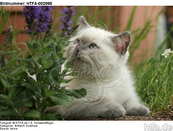 Britisch Kurzhaar Kätzchen / british shorthair kitten / HTFA-002988