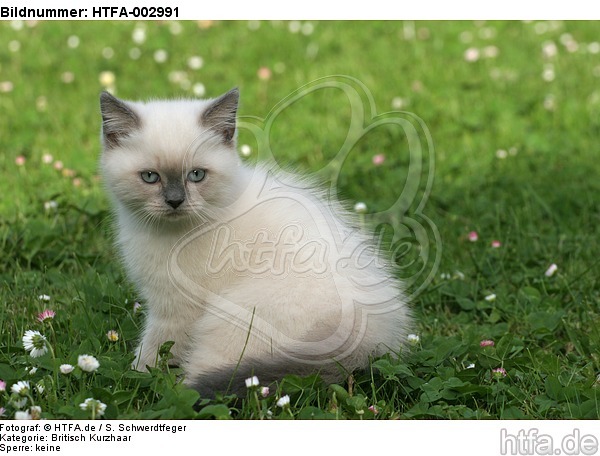 Britisch Kurzhaar Kätzchen / british shorthair kitten / HTFA-002991