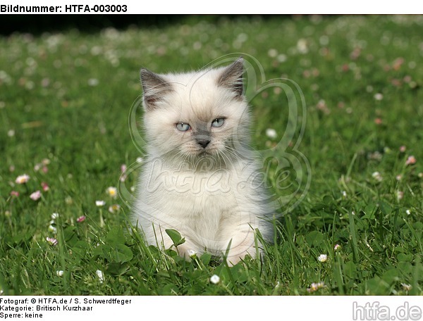 Britisch Kurzhaar Kätzchen / british shorthair kitten / HTFA-003003