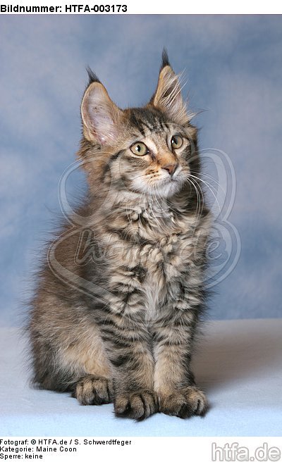 Maine Coon Kätzchen / maine coon kitten / HTFA-003173