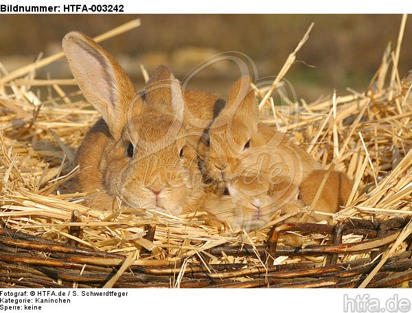 Kaninchen / bunnies / HTFA-003242