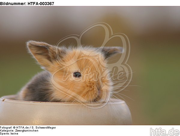 Zwergkaninchen / dwarf rabbit / HTFA-003367