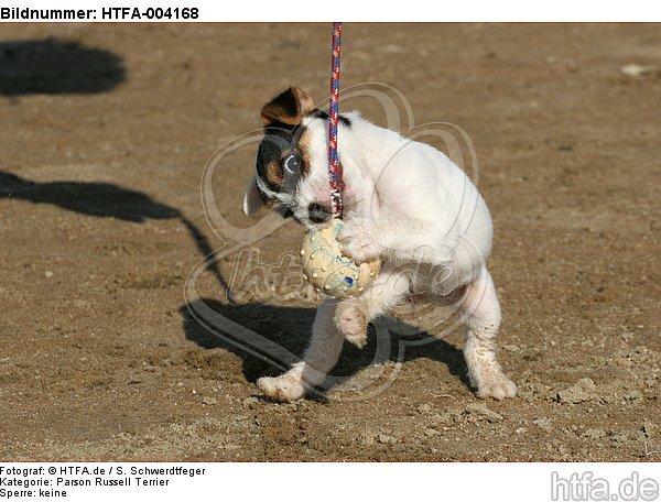 Parson Russell Terrier Welpe / parson russell terrier puppy / HTFA-004168