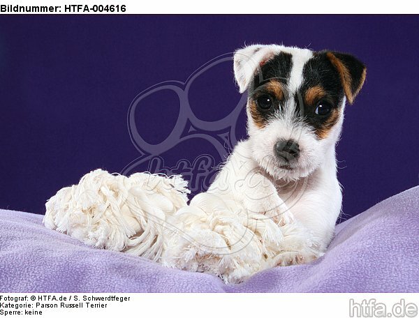 Parson Russell Terrier Welpe / parson russell terrier puppy / HTFA-004616