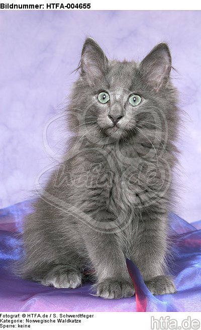 Norwegische Waldkatze Kätzchen / norwegian forestcat kitten / HTFA-004655