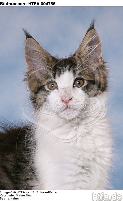 Maine Coon Kätzchen / maine coon kitten / HTFA-004785