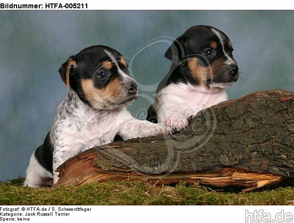 Jack Russell Terrier Welpen / jack russell terrier puppies / HTFA-005211