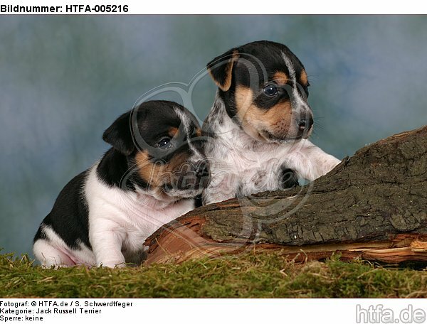 Jack Russell Terrier Welpen / jack russell terrier puppies / HTFA-005216