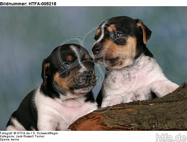 Jack Russell Terrier Welpen / jack russell terrier puppies / HTFA-005218