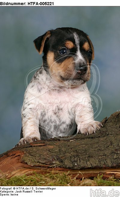 Jack Russell Terrier Welpe / jack russell terrier puppy / HTFA-005221