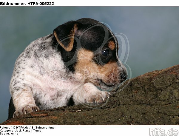 Jack Russell Terrier Welpe / jack russell terrier puppy / HTFA-005222