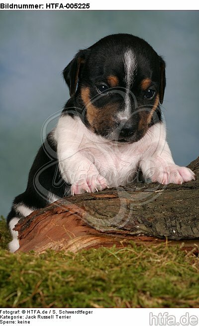 Jack Russell Terrier Welpe / jack russell terrier puppy / HTFA-005225