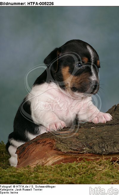 Jack Russell Terrier Welpe / jack russell terrier puppy / HTFA-005226