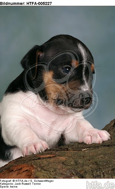 Jack Russell Terrier Welpe / jack russell terrier puppy / HTFA-005227