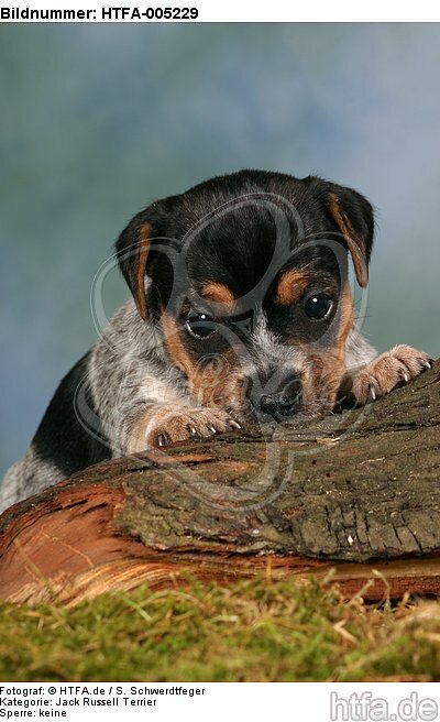 Jack Russell Terrier Welpe / jack russell terrier puppy / HTFA-005229