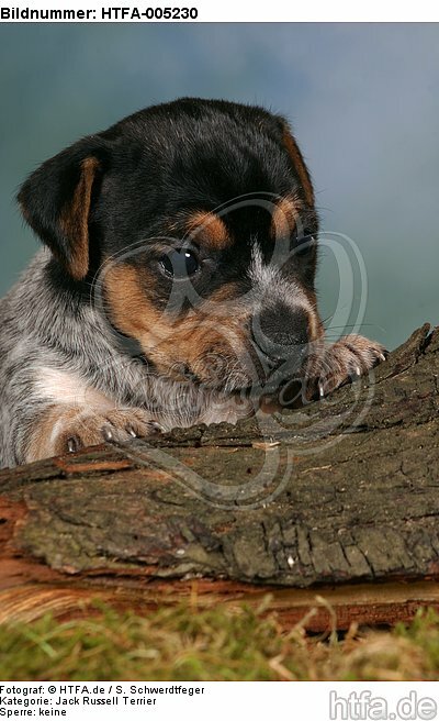 Jack Russell Terrier Welpe / jack russell terrier puppy / HTFA-005230