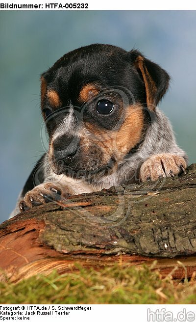 Jack Russell Terrier Welpe / jack russell terrier puppy / HTFA-005232