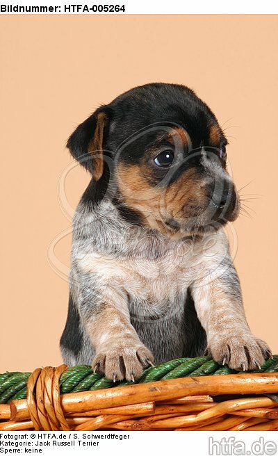 Jack Russell Terrier Welpe / jack russell terrier puppy / HTFA-005264