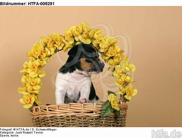 Jack Russell Terrier Welpe / jack russell terrier puppy / HTFA-005291