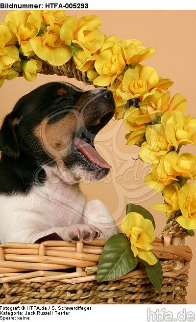 Jack Russell Terrier Welpe / jack russell terrier puppy / HTFA-005293
