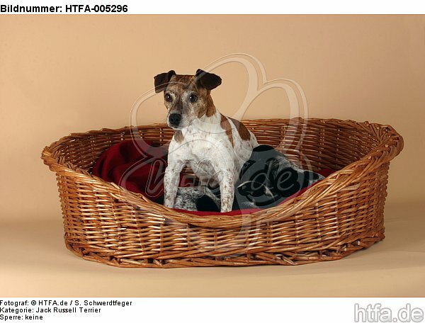 Jack Russell Terrier / HTFA-005296